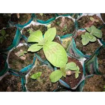 teak plant (14)-8257166-51820.webp